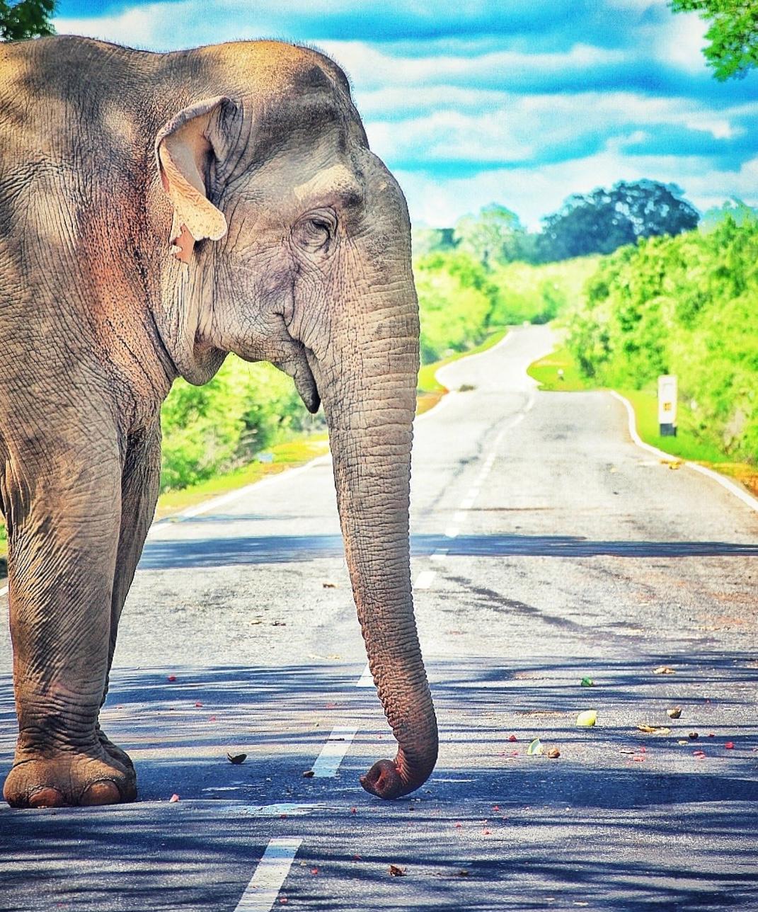 Sri Lanka Landscape