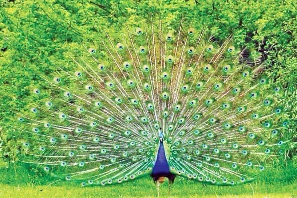 Wildlife Safaris